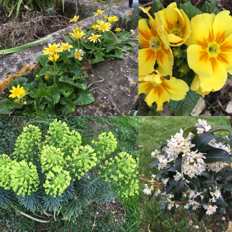 fleurs du parc du Domaine du Prieure